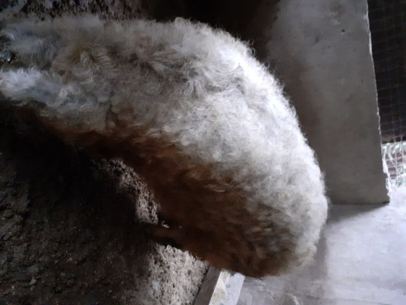  - Mica Crescătorie de porci 2020