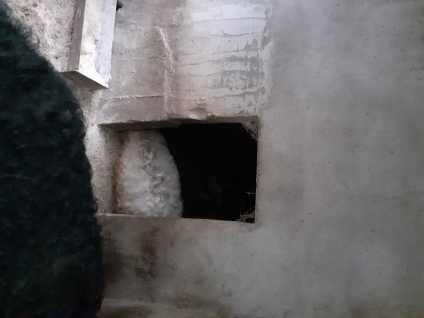  - Mica Crescătorie de porci 2020