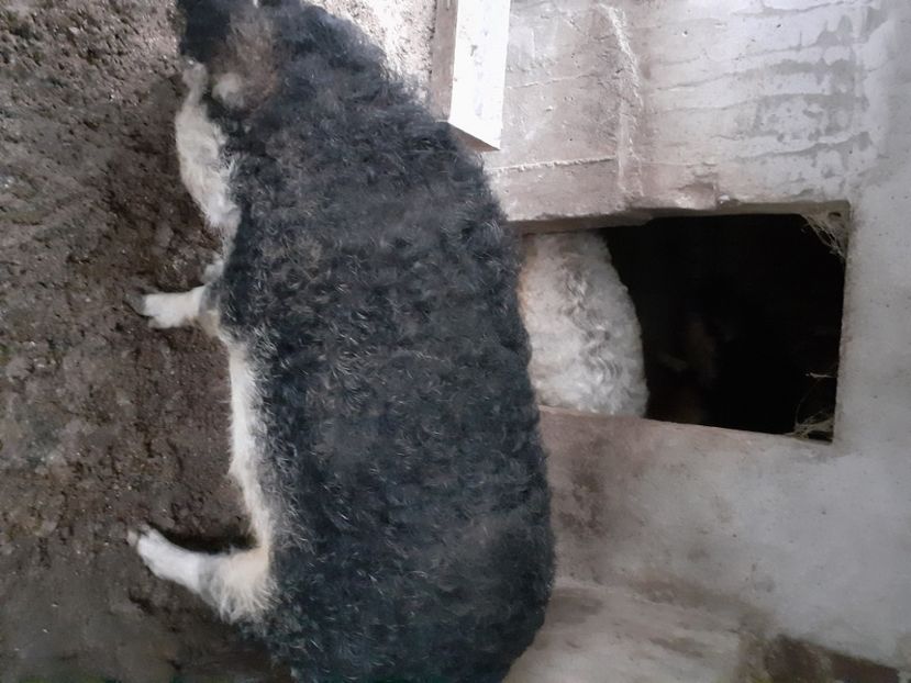  - Mica Crescătorie de porci 2020