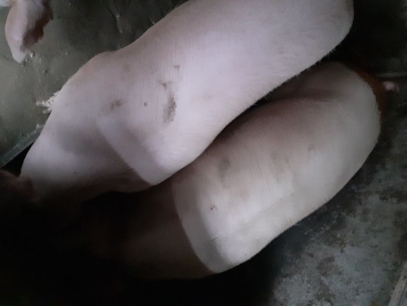  - Mica Crescătorie de porci 2020