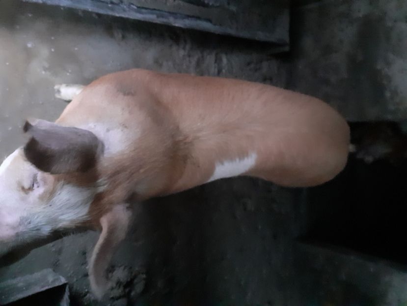  - Mica Crescătorie de porci 2020