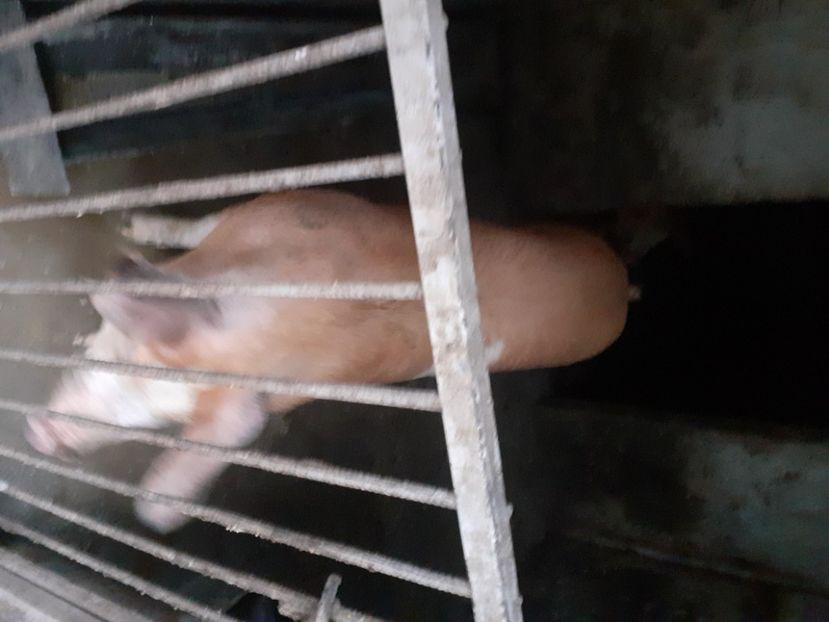  - Mica Crescătorie de porci 2020