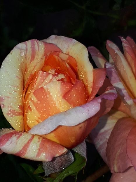  - La Rose Des Impressionnistes