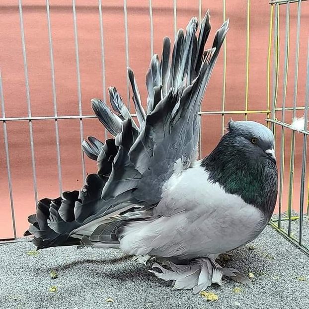  - NU IMI APARTIN ALBUM NR 2