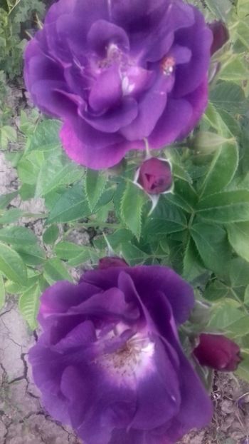 20200607_194925_Richtone(HDR) - Trandafiri 2020