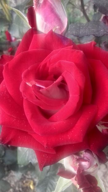 20200607_194846_Richtone(HDR) - Trandafiri 2020