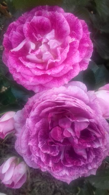 20200607_194539_Richtone(HDR) - Trandafiri 2020