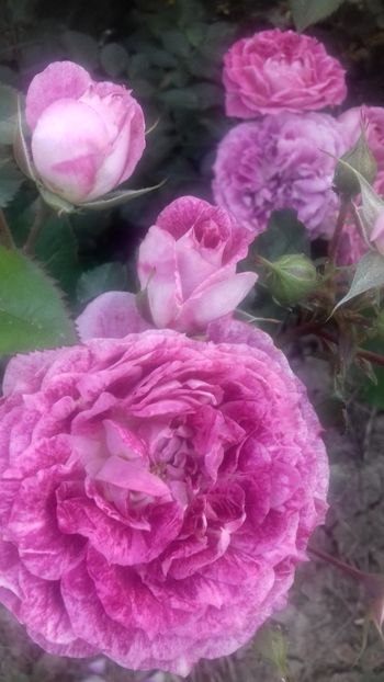 20200607_194605_Richtone(HDR) - Trandafiri 2020