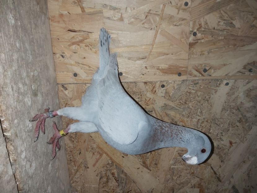  - Voiajor German PUII 2020