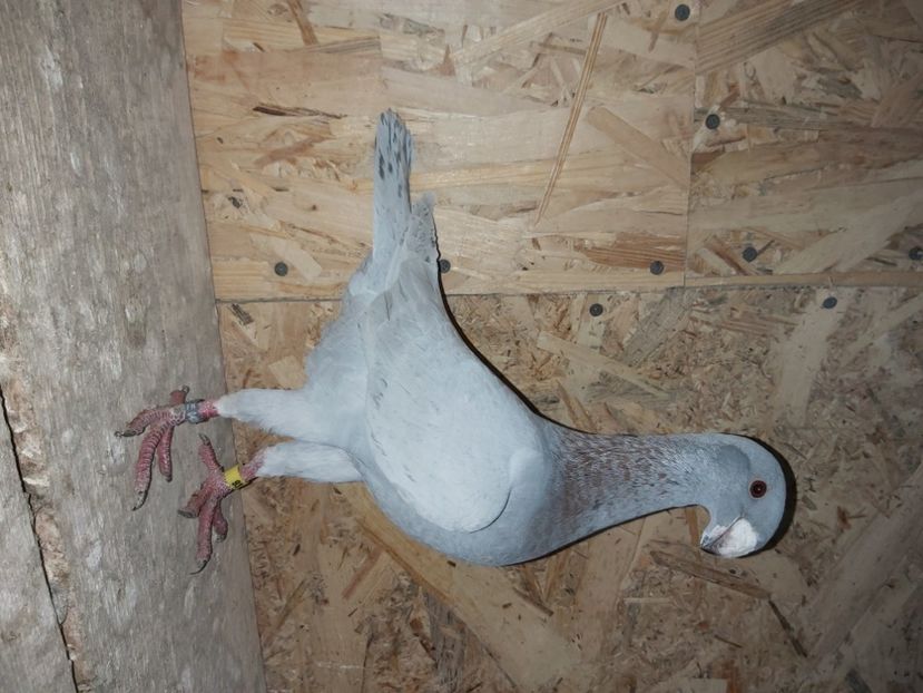  - Voiajor German PUII 2020