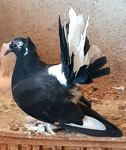  - Voltati indieni matca 2021