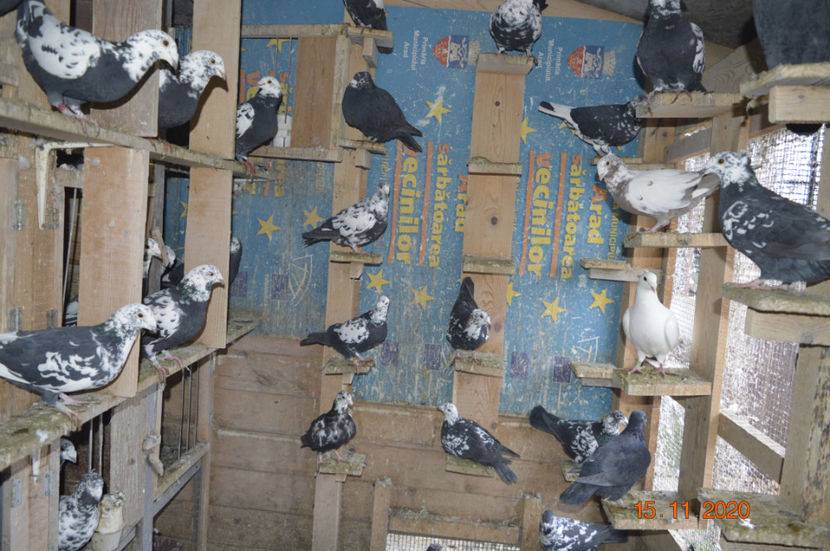 _DSC0111 - porumbei 2020