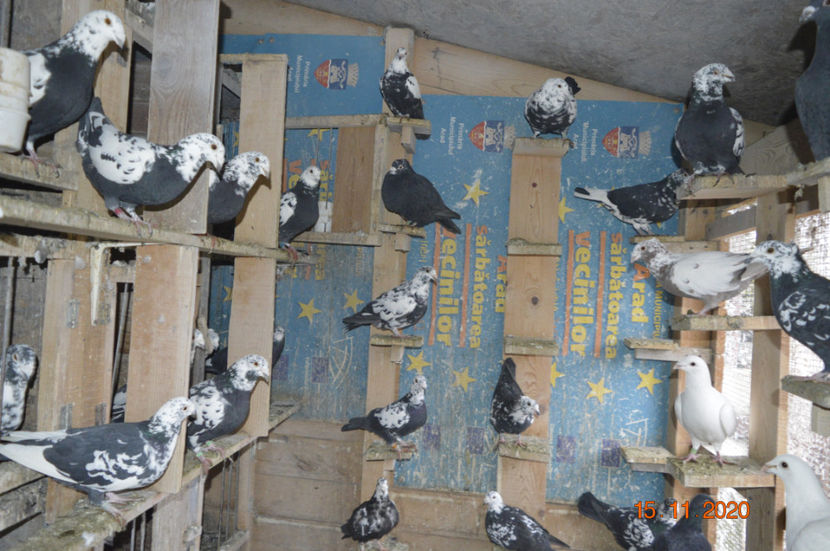 _DSC0112 - porumbei 2020