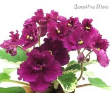 LE Adrenalyn poza net - LE Adrenalyn