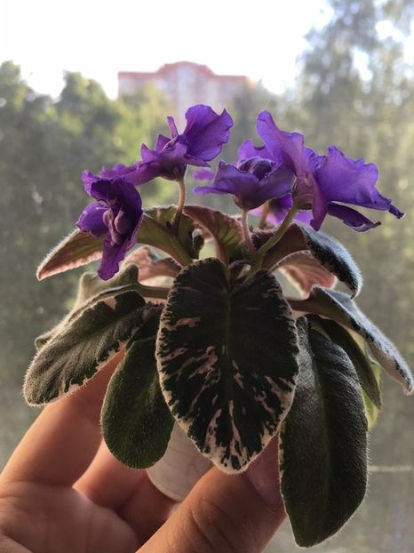 poza net - Hodss-Norway