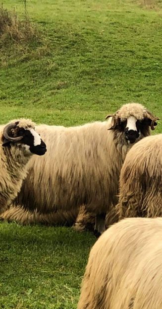 received_391482232263087 - Breze de Petrosani