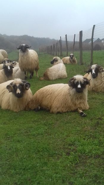  - Breze de Petrosani