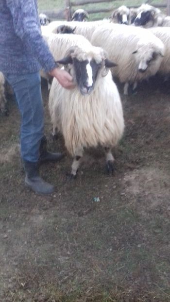  - Breze de Petrosani