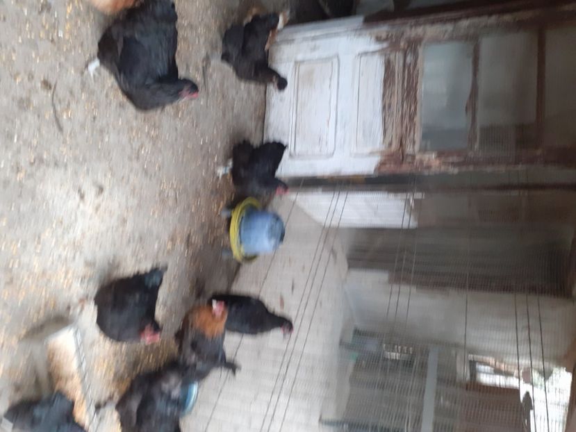  - Matca australorp negru toamna 2020