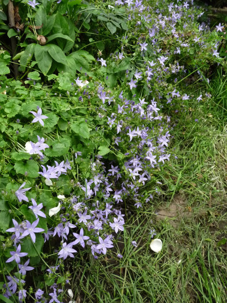  - Campanula