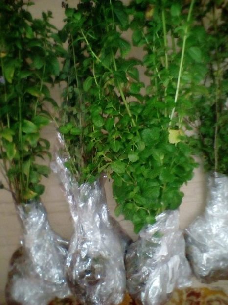 IMG-20201113-WA0013 - w Produse livrate