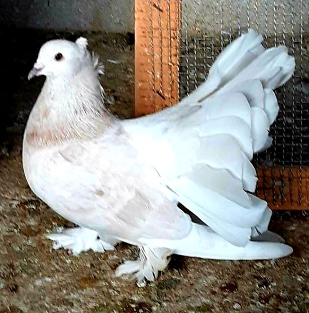  - Voltati indieni matca 2021