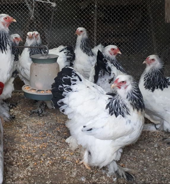 Screenshot_20201003-210647_Gallery - A brahma 2020