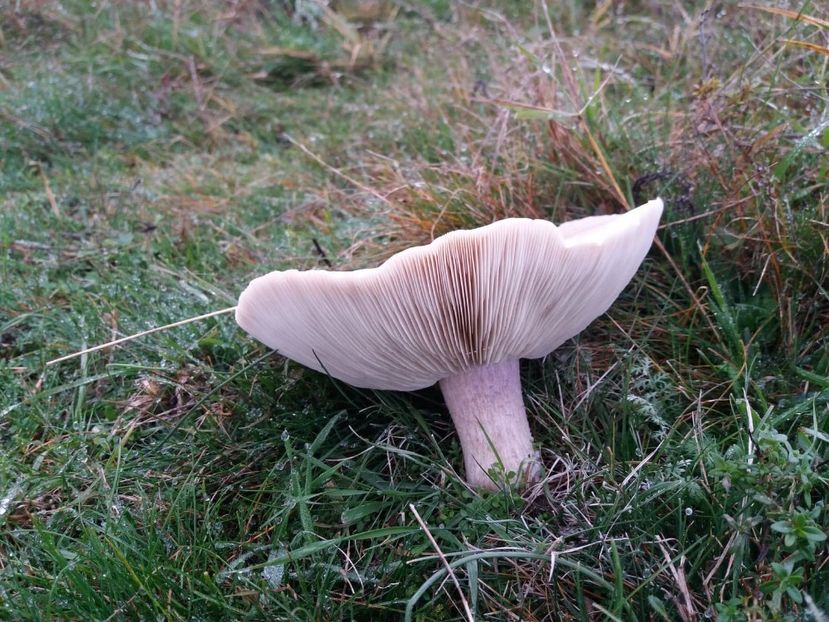  - la cules de ciuperci