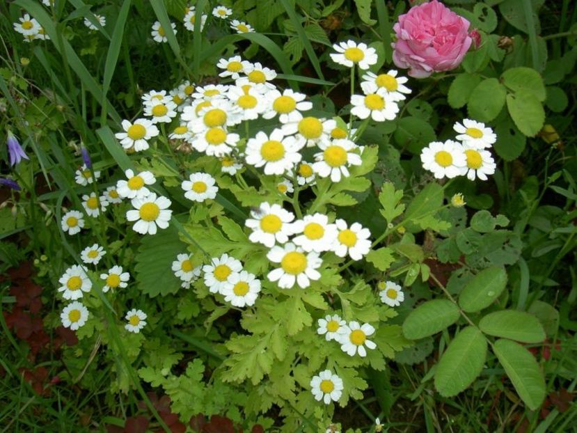 Tanacetum parthenium - Tanacetum parthenium