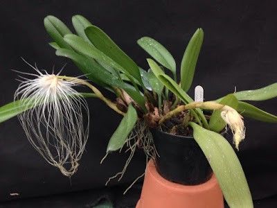 Bulbophyllum medusae - Bulbophyllum medusae