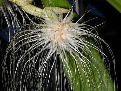 Bulbophyllum medusae - Bulbophyllum medusae