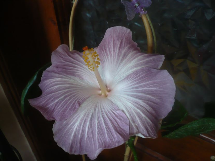 P1470176 - HIBISCUSI 2020-5