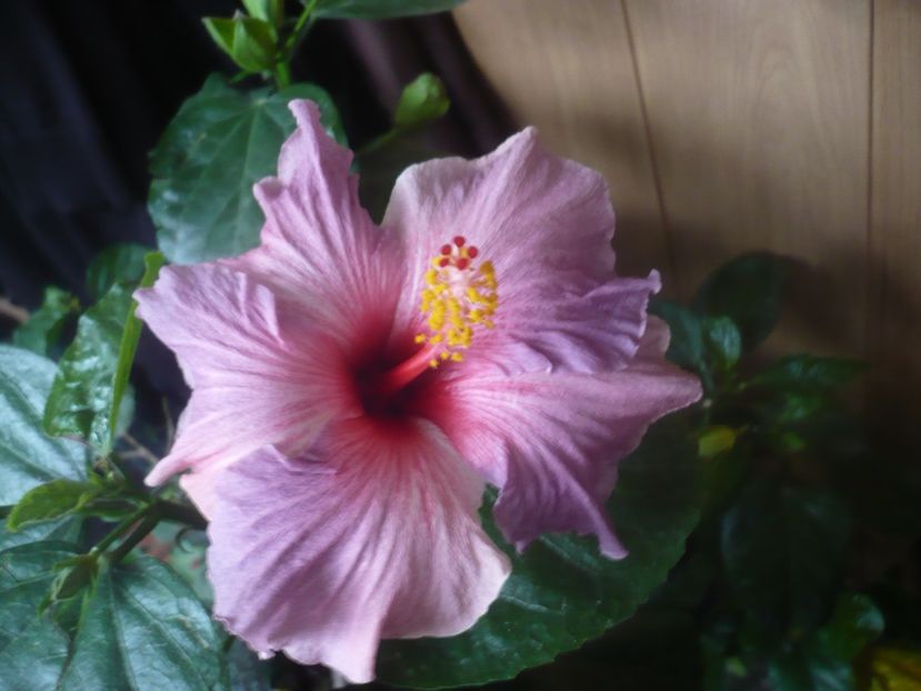 P1470177 - HIBISCUSI 2020-5