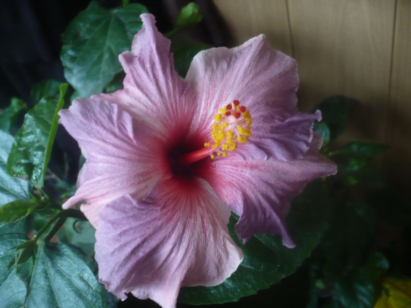 P1470178 - HIBISCUSI 2020-5