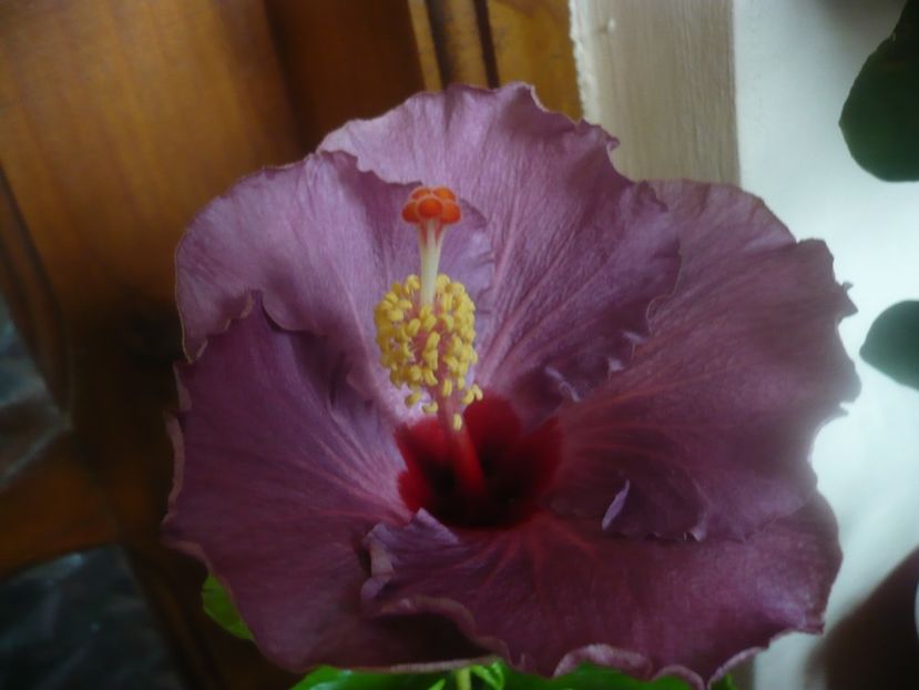 P1470179 - HIBISCUSI 2020-5