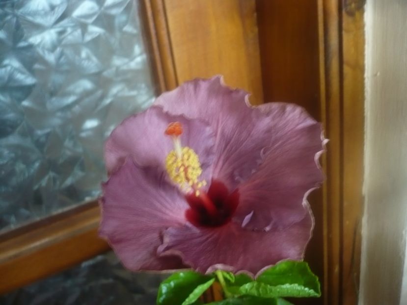 P1470180 - HIBISCUSI 2020-5