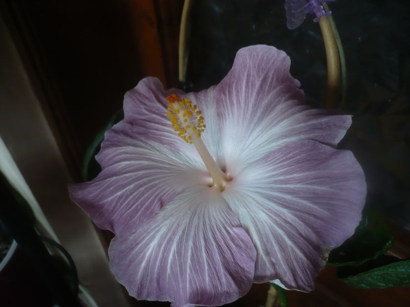 P1470183 - HIBISCUSI 2020-5