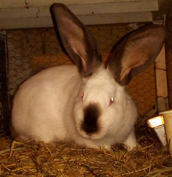  - URIAS DE TRANSILVANIA