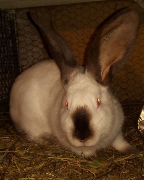  - URIAS DE TRANSILVANIA