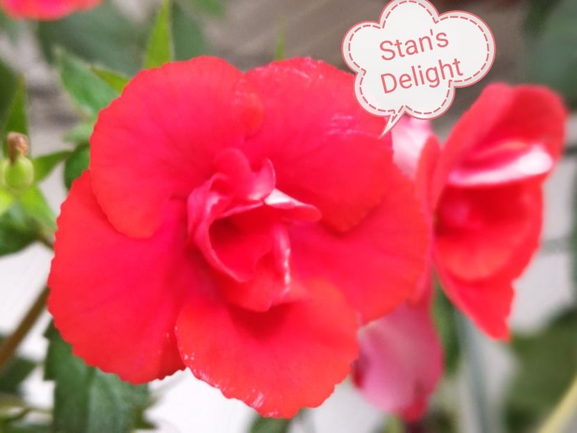 Stan s Delight - Stan_s Delight