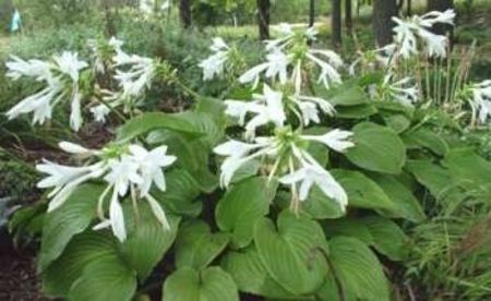 Hosta - Disponibil acum