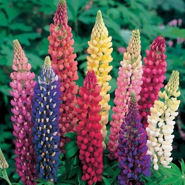  - SEMINTE LUPIN - D 167- Lupinus Arboreus Lutea