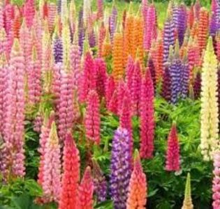  - SEMINTE LUPIN - D 167- Lupinus Arboreus Lutea