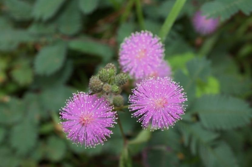  - SEMINTE MIMOSA PUDICA - D 168