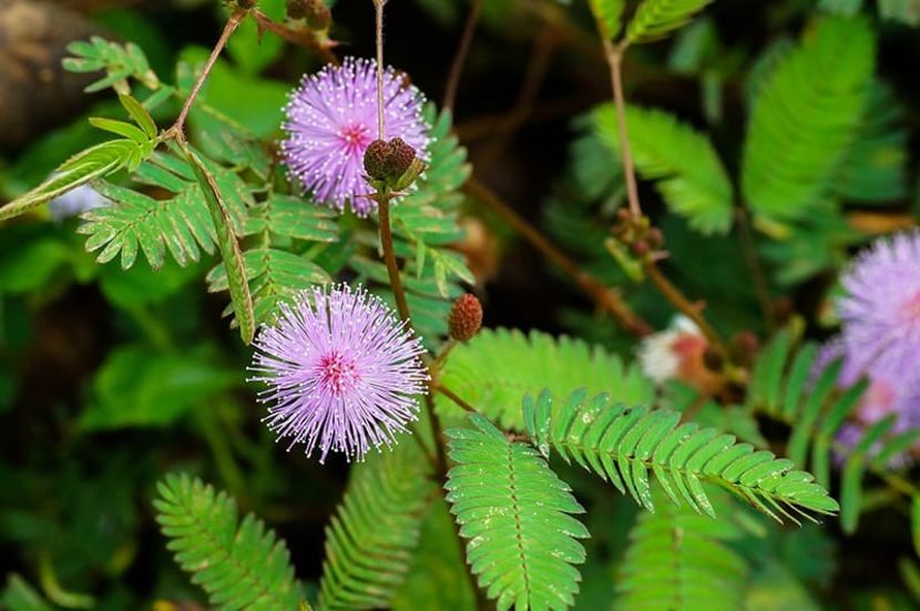  - SEMINTE MIMOSA PUDICA - D 168