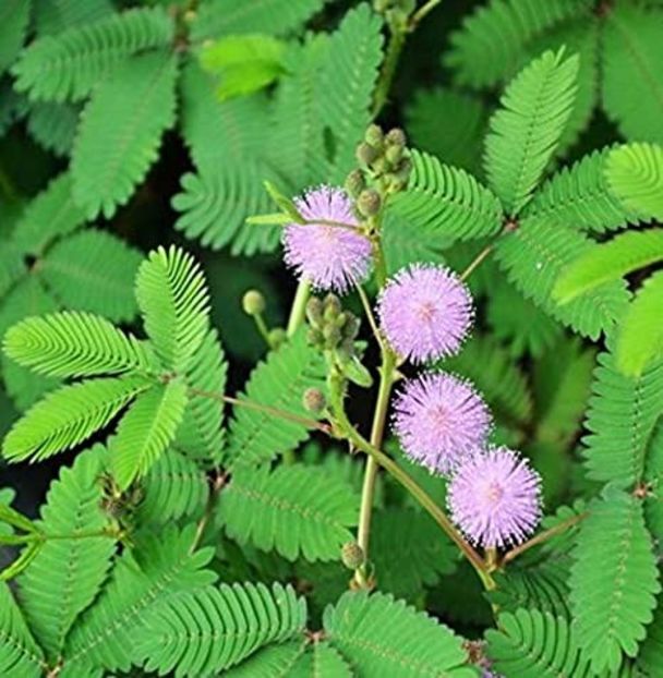  - SEMINTE MIMOSA PUDICA - D 168