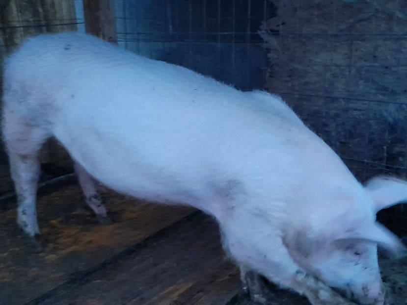  - Porci 2020-2021