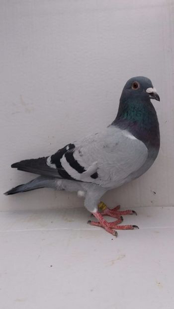 M 2020 vandut s - De vanzare voiajori 2