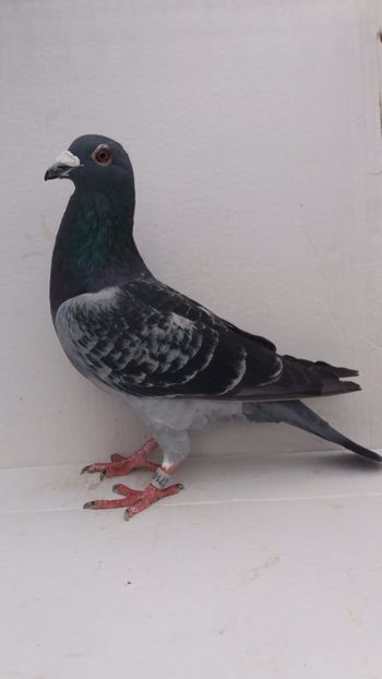 M 2015 vandut - De! voiajori vanduti