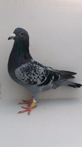 M 2020 vandut - De! voiajori vanduti